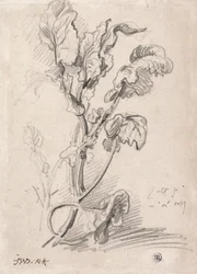 Undersøgelse af planter