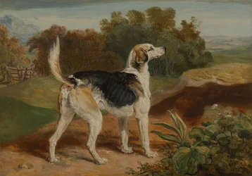 Ravager, en af Lambton-hundene