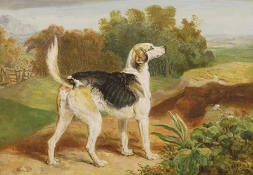 Ravager, en af Lambton Hounds (olie på panel)