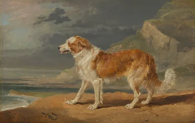 Rucoated Collie