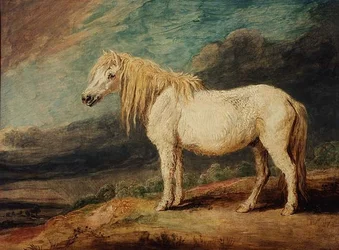 Shetlandspony