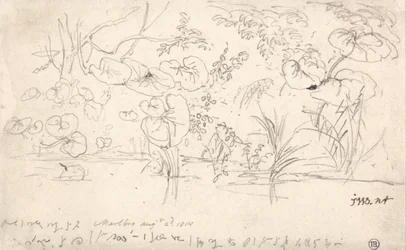 Studier af planter, 2. august 1815