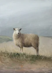 Hyrdefår