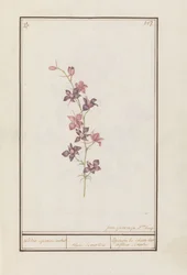 Lærkespore (Consolida) ridderspore ankel. / blomst enkel. / Esperon de chevalier afluer enkel. (titel på objekt)