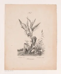 Vand planter Vandplanter (titel på objekt) Principper for landskaber tegnet fra naturen og udført på sten (serietitel)