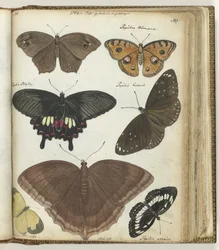 Indiske sommerfugle