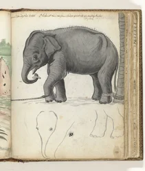 Ung elefant på et træ