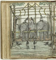 At tæmme en elefant