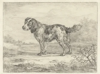 Spaniel stående i et landskab
