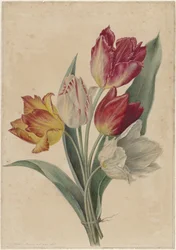 Buket tulipaner