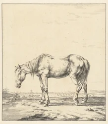 Gammel hest stående ved et vand