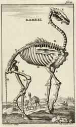 Skelet af en kamel, ca. 1680