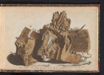 Dele af pælearbejde påvirket af skibsorm, 1731 Tre stykker egetræ fra Paalwerk aan de Zee-Dyken, tegnet efter livet, som det blev gennemboret af Wurmen (titel på objektet)
