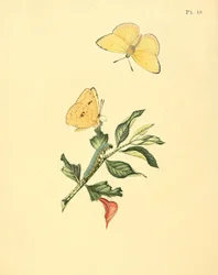 Phoebus senna (som syn. Papilio hyperici)