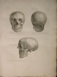 Albinus II, Pl. I, illustration fra 