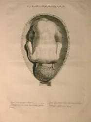 Albinus, Uterus, Pl. III, illustration fra 