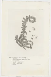 Anthospermum aethiopicum Anthospermum han. Have. Klint. 455 sp. 1 (titel på objekt)