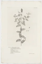 Dalea alopecuroides Dalea. Hort. Klint. 363. sp. 1 (titel på objekt)