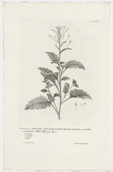 Lobelia cliffortiana Lobelia stængel oprejst, hjerteformede blade forældet tandede bladstilke, afsluttende corymbose. Have. Klint. 426. sp. 3 (titel på objekt)