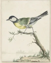 Kulmejse