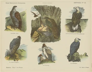 Birds of Prey (titel på objekt) Nye hollandske børnetryk (serietitel på objekt) Funkes print (serietitel på objekt)