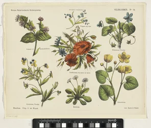 Vilde blomster (titel på objekt) Nye hollandske børnetryk (serietitel på objekt) Funkes print (serietitel på objekt)