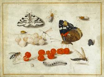 Sommerfugl, larve, møl, insekter og ribs, ca. 1650-65 (gouache og blæk på vellum)