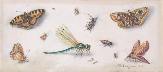 Insekter, sommerfugle og en guldsmede, 1600-tallet.