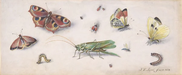 Insekter, sommerfugle og en græshoppe, 1600-tallet.