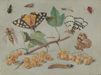 Studie af sommerfugle og insekter, ca. 1655.