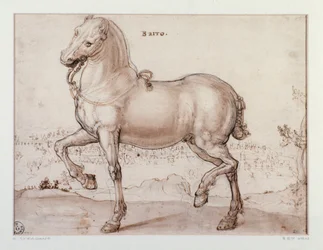 Study for a horse Tegning af Giovanni Stradano (Jan van der Straet) (1523-1605) Firenze, Institut for Tryk og Tegninger, Uffizi (Kontorer)