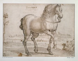 Undersøgelse for en scamber hest Tegning af Giovanni Stradano (Jan van der Straet) (1523-1605) Firenze, Institut for Tryk og Tegninger, Uffizi (Kontorer)