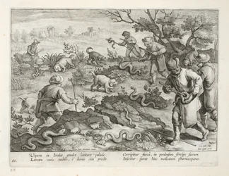 Italienske hugorme spiser tudser, tallerken 60, illustration fra 