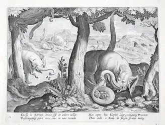 Slange brugt til elefantjagt, illustration fra "Venationes, Ferarum, Avium, Piscium" (Om jagt: vilde dyr, fugle, fisk), graveret af Jan Collaert (1566-1628), udgivet af Phillipus Gallaeus, Amster