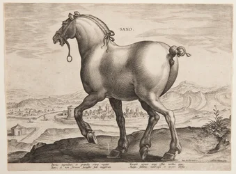 En saksisk hest, fra det første sæt af "Equile Joannis Austriaci"