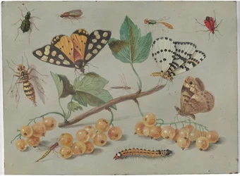 Studie af sommerfugl og insekter, ca. 1655 (olie på kobber)
