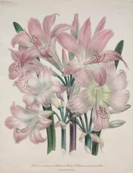 Belladonna Lily: Amaryllis belladonna.