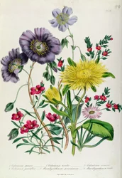 Calandrinia, tavle 18 fra 