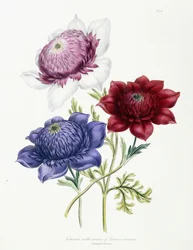 Dyrkede dobbelte sorter af Anemone coronarial, 1843-49