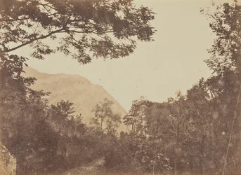 Akacie, Como