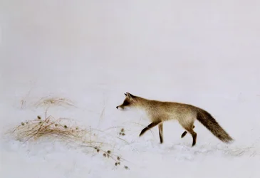 Ræv i sne