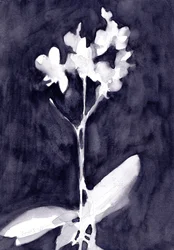 Orchid Impression in Dark Blue Gray, ca. 2019 (akvarel på papir)