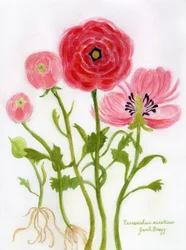 Livlig illustration af ranunkler