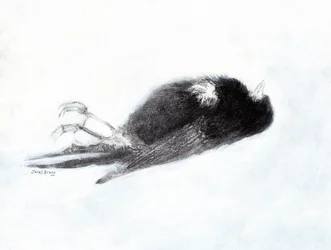Sårbarhed og død om vinteren (Dead Bird by my Stairwell II, ca. 2019) trækul og gesso på papir)
