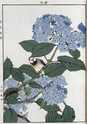 Fugl i hortensia - japansk tryk