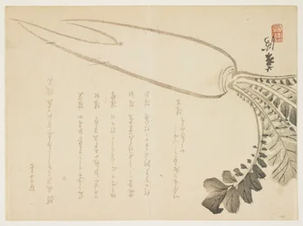 Daikon radise, januar 1864 (træbloktryk i farver)