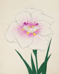 Frøken Gino. -Tråd, af. 17, 1898