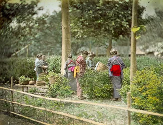 Plukke te, ca. 1880