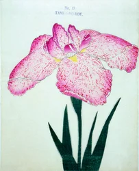 Tanka-no.-Koe, nr. 15, 1898