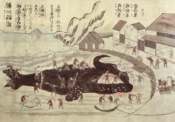 The Jointing of a Whale, slutningen af det 19. århundrede (farvegravering)